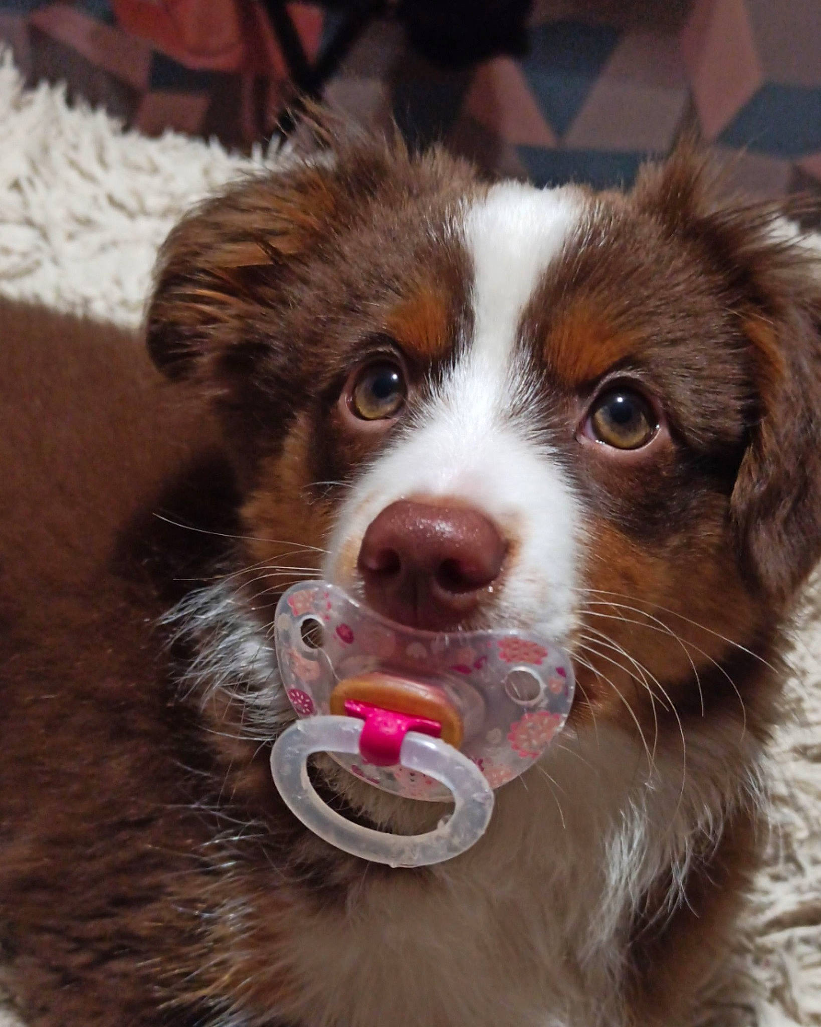 Perceval a rejoint le concours — aidez-le/la à gagner de superbes lots ! australian_collie, australian_shepherd, border_collie, canidae, carnivore, companion_dog, dog, dog_breed, fur, kooikerhondje, mammal, miniature_australian_shepherd, nose, organ, rare_breed_dog, snout, sporting_group, vertebrate, welsh_sheepdog, whiskers