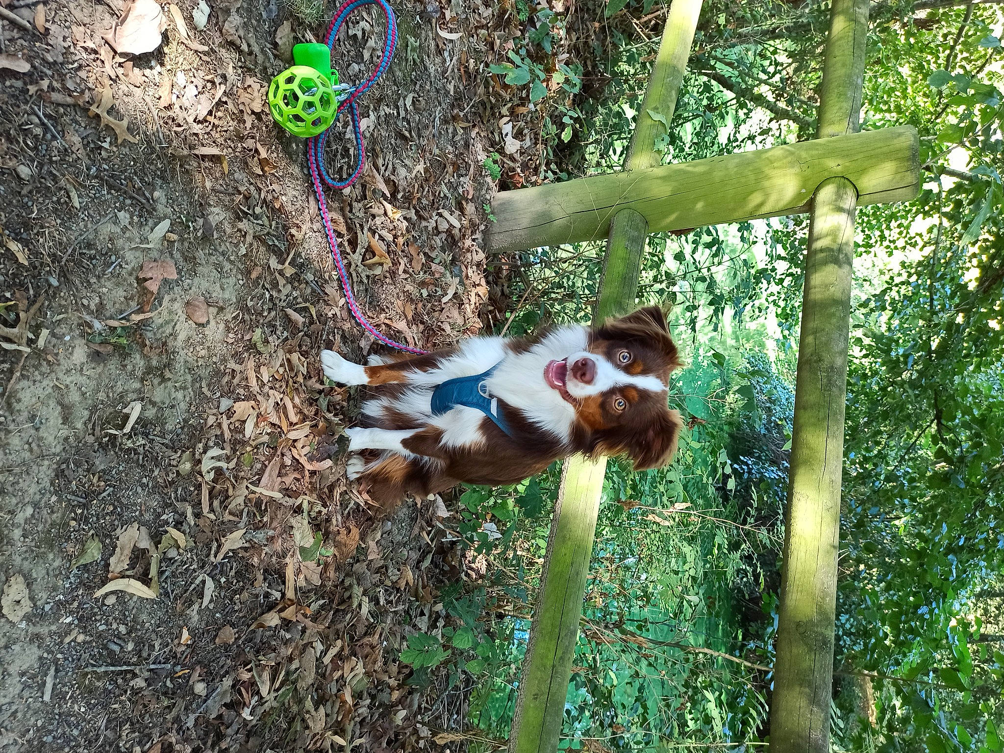 Perceval participe au concours pour gagner de l'argent avec cette photo : canidae, carnivore, cavalier_king_charles_spaniel, fawn, jungle, organism, plant, sporting_group