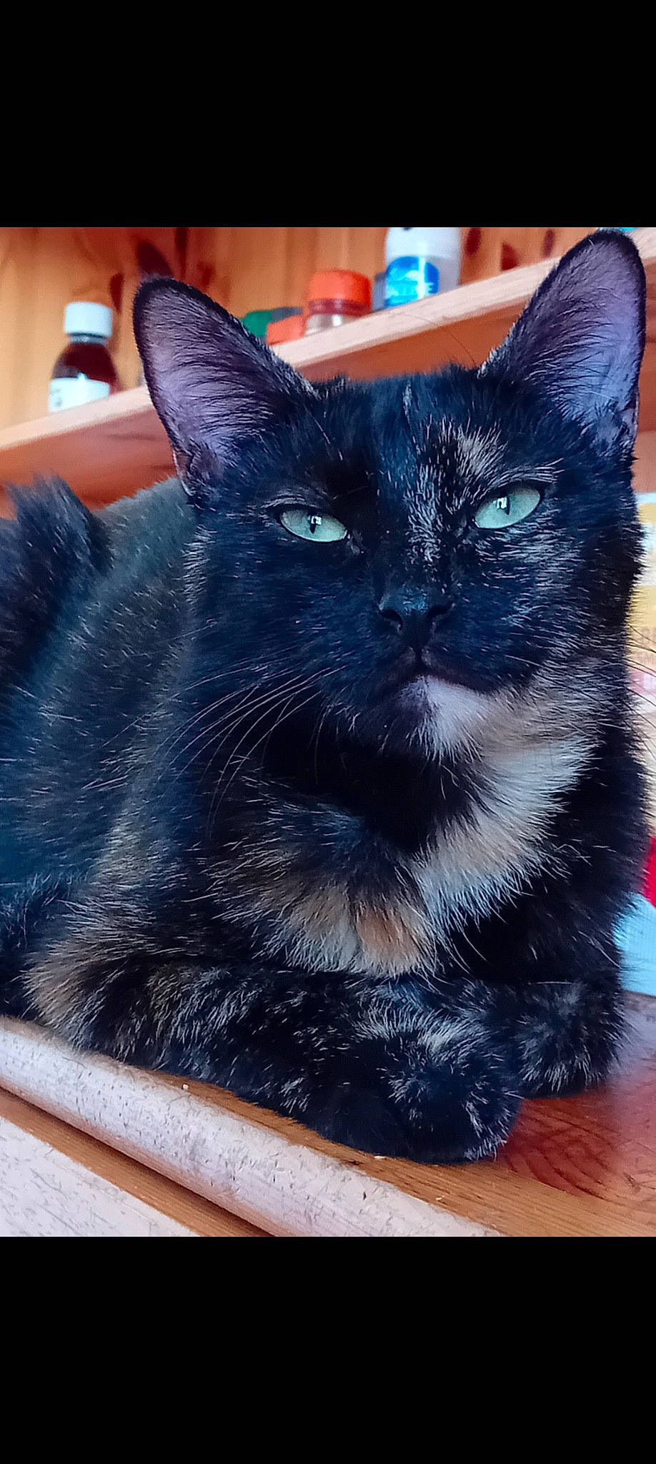 Ebene a rejoint le concours — aidez-le/la à gagner de superbes lots ! black_cat, carnivore, cat, cat_furniture, cat_supply, claw, comfort, domestic_short_haired_cat, electric_blue, felidae, fur, grey, pet_supply, small_to_medium_sized_cats, snout, tail, terrestrial_animal, whiskers