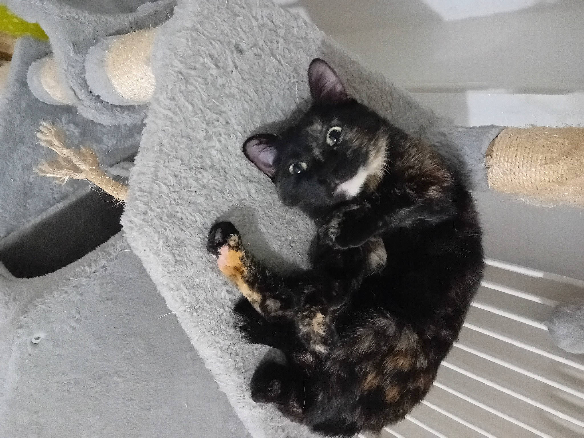 Ebene a rejoint le concours — aidez-le/la à gagner de superbes lots ! black_cat, bombay, carnivore, cat, cat_supply, claw, comfort, concrete, domestic_short_haired_cat, felidae, flooring, fur, grey, paw, sitting, small_to_medium_sized_cats, snout, tail, whiskers