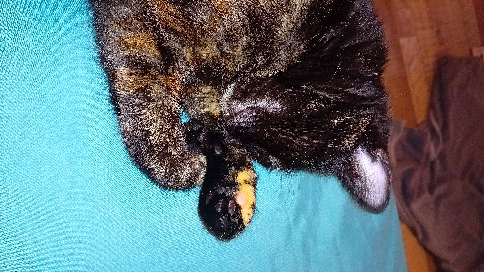 Ebene participe au concours pour gagner de l'argent avec cette photo : carnivore, cat, claw, close_up, dog_breed, domestic_short_haired_cat, electric_blue, felidae, foot, fur, natural_material, organism, small_to_medium_sized_cats, tail, terrestrial_animal, whiskers