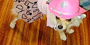 Daisy is registered to the contest to win money with this photo: animal, canine, costume, cowboy_hat, cute, denim_jacket, dog, domestic_animal, dress, floor, fur, hearts_pattern, indoor, pet_accessory, pet_clothing, pink_hat, pink_outfit, small_dog, standing, wooden_floor