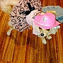 animal, canine, costume, cowboy_hat, cute, denim_jacket, dog, domestic_animal, dress, floor, fur, hearts_pattern, indoor, pet_accessory, pet_clothing, pink_hat, pink_outfit, small_dog, standing, wooden_floor
