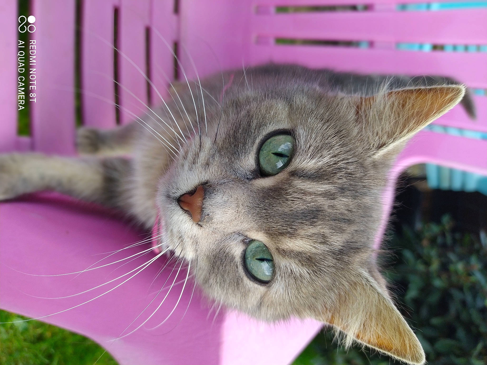 Rockye participe au concours pour gagner de l'argent avec cette photo : carnivore, cat, cat_supply, domestic_short_haired_cat, felidae, fur, grass, pet_supply, plant, small_to_medium_sized_cats, snout, tail, terrestrial_animal, whiskers, wildlife