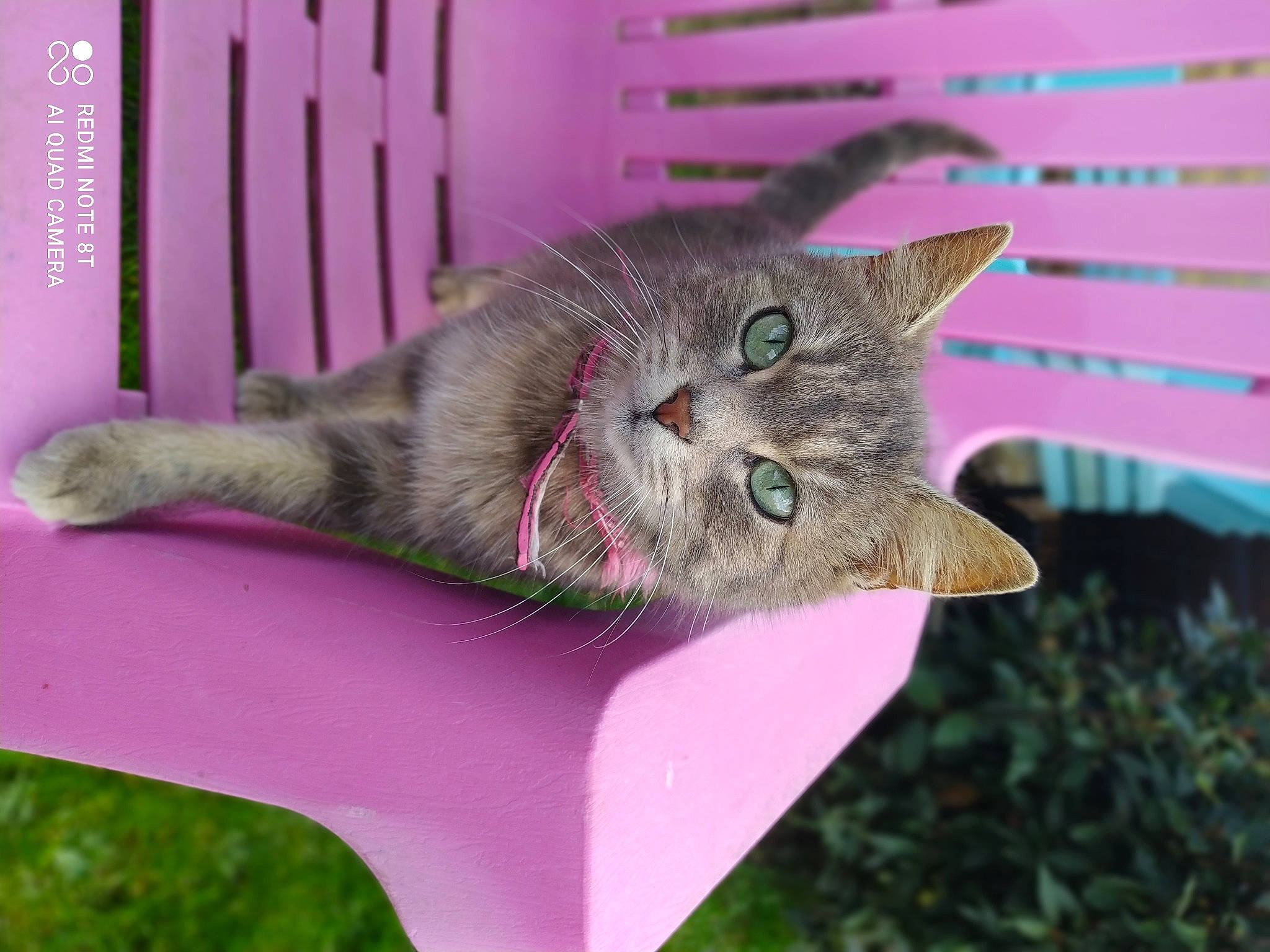 Rockye participe au concours pour gagner de l'argent avec cette photo : carnivore, cat, cat_supply, cat_toy, domestic_short_haired_cat, fawn, felidae, fur, grass, houseplant, magenta, pink, plant, small_to_medium_sized_cats, snout, tail, whiskers