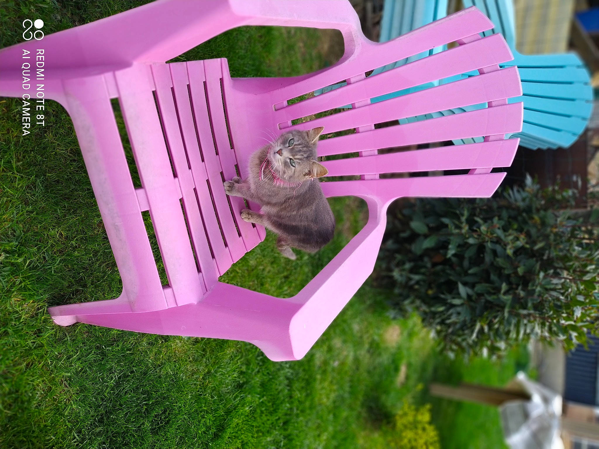 Rockye a rejoint le concours — aidez-le/la à gagner de superbes lots ! bird_feeder, carnivore, cat, cat_supply, chair, fawn, felidae, grass, groundcover, magenta, outdoor_furniture, pet_supply, photograph, pink, plant, purple, red, terrestrial_plant, white, wood