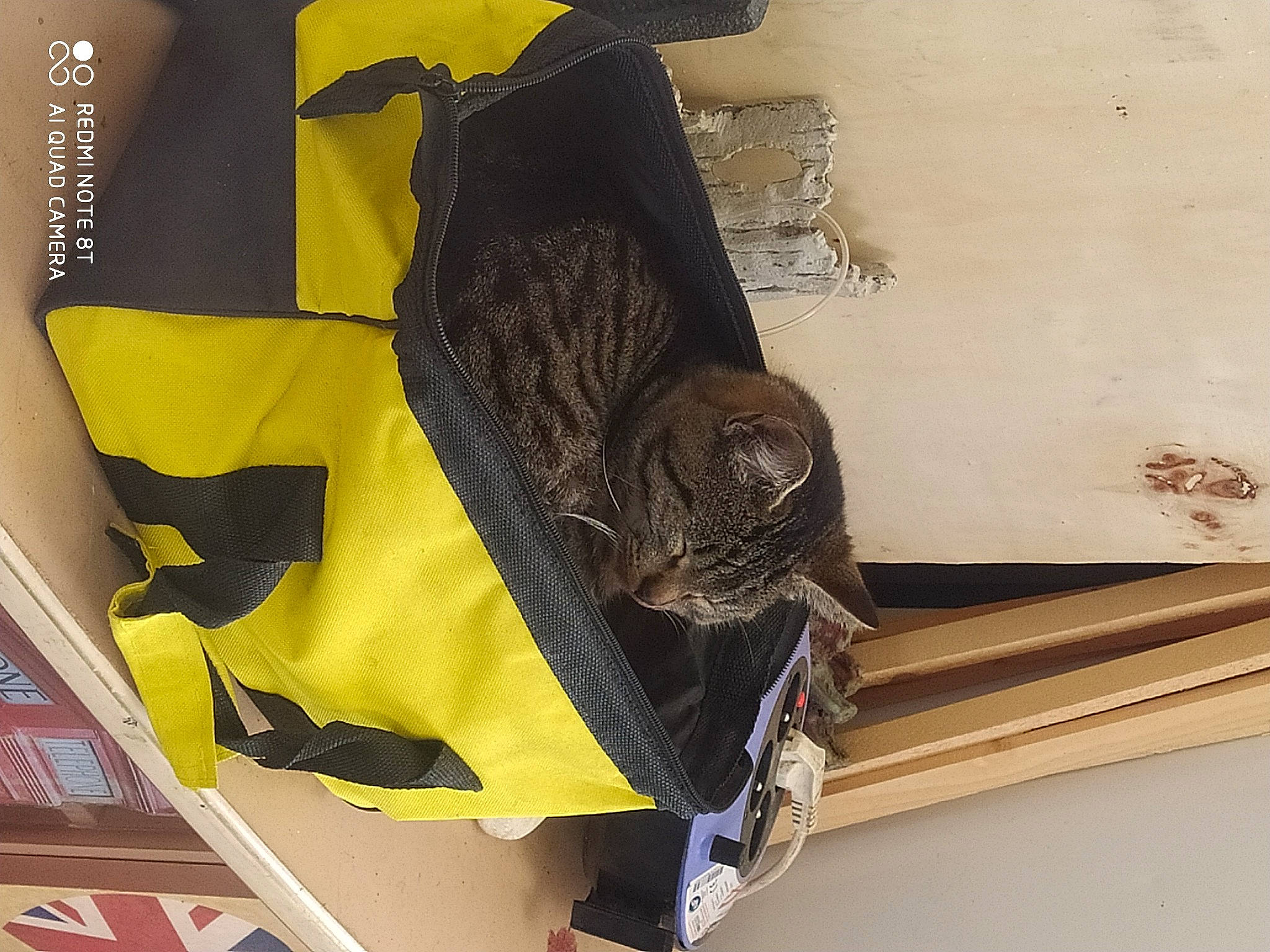 Chase participe au concours pour gagner de l'argent avec cette photo : bag, carnivore, cat, chair, comfort, domestic_short_haired_cat, felidae, fur, linens, luggage_and_bags, pattern, rectangle, room, sleeve, small_to_medium_sized_cats, sportswear, tail, textile, whiskers, wood