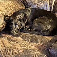 Remy is registered to the contest to win money with this photo: animal, black_dog, brown, canine, comfortable, companion, couch, cozy, curled_up, dog, domestic, fur, furniture, home, indoor, leather_couch, looking_up, pet, relaxed, resting