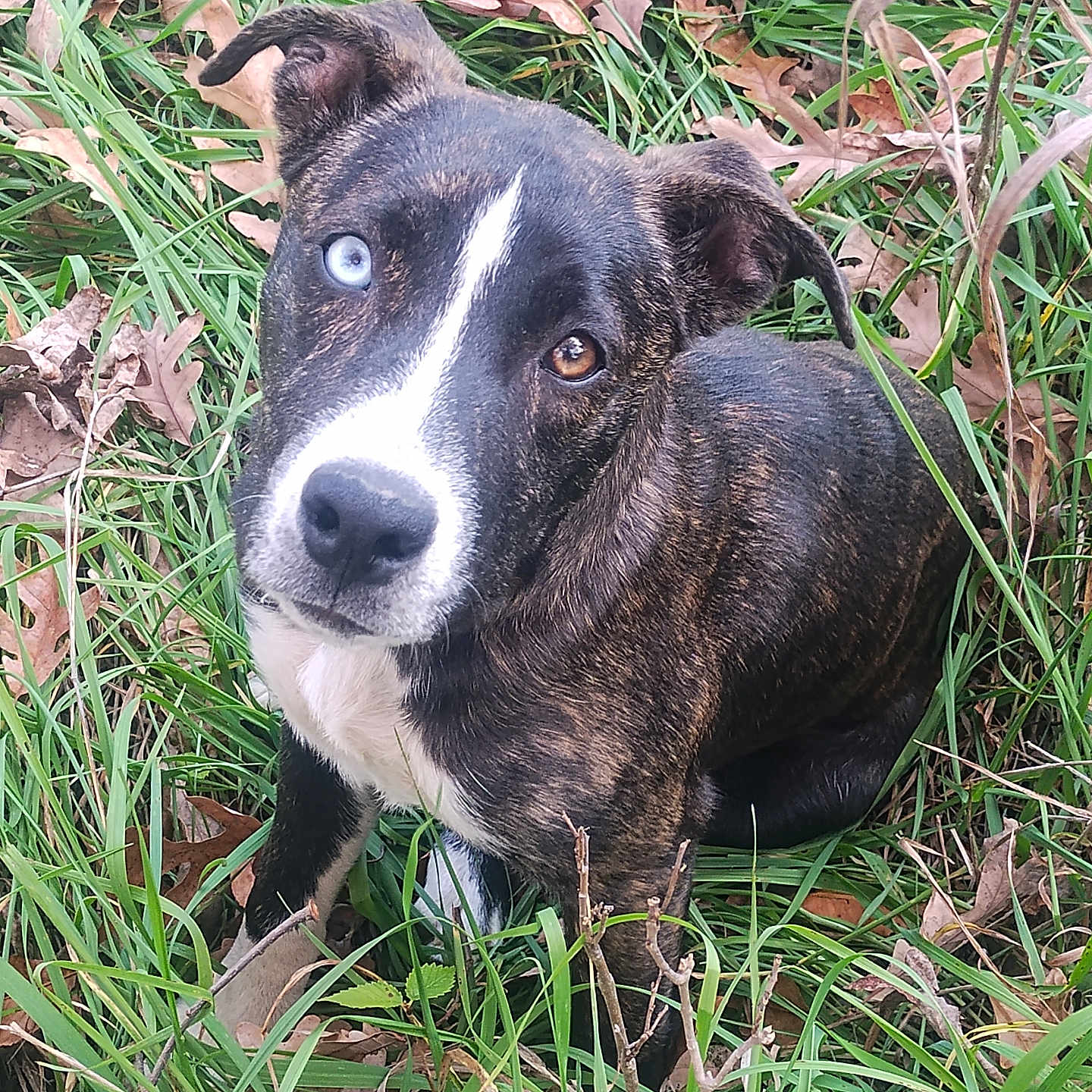 Willow