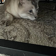 Albert is registered to the contest to win money with this photo: animal, blurred, carpet, cat, close_up, curious, cute, domestic_animal, floor, fur, furniture, home, indoor, laying, mammal, paw, pet, resting, texture, whiskers