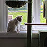 Albert joined the competition — help win amazing prizes! animal, cat, cat_tree, daylight, domestic, feline, fur, greenery, hammock, home_interior, houseplant, indoor, natural_light, peaceful, pet, quiet, resting, window, window_screen, windowsill