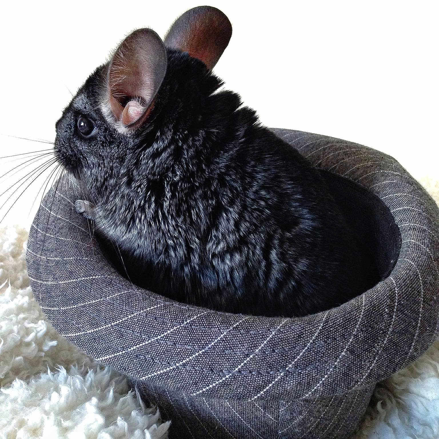 Shadow is registered to the contest to win money with this photo: