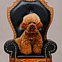 dog, poodle, brown, fluffy, curly_hair, chair, ornate, black, gold, throne, pet, animal, studio, portrait, furniture, cute, sitting, indoor, decor, smiling