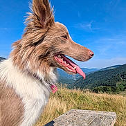 Heidi a rejoint le concours — aidez-le/la à gagner de superbes lots ! dog, outdoor, picnic_table, grass, blue_sky, mountains, sunny, tongue_out, happy, canine, nature, pet, fur, ear, collar, landscape, daytime, animal, side_view, wood