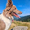 dog, outdoor, picnic_table, grass, blue_sky, mountains, sunny, tongue_out, happy, canine, nature, pet, fur, ear, collar, landscape, daytime, animal, side_view, wood