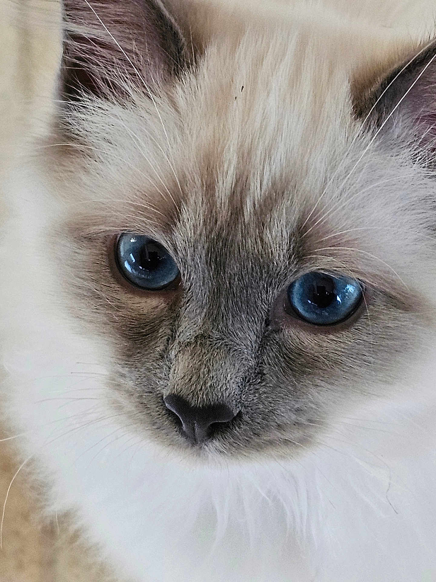 Plume participe au concours pour gagner de l'argent avec cette photo : cat, close_up, blue_eyes, fluffy, fur, pet, animal, whiskers, face, cute, domestic_cat, portrait, feline, soft, nose, ears, indoor, mammal, eye_reflection