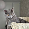 cat, gray_cat, amber_eyes, pet, feline, indoor, soft_texture, plush_bed, relaxed, lounging, closeup, animal, domestic_cat, cute, whiskers, portrait, fur, resting, cozy, house_pet