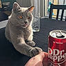 cat, gray_cat, amber_eyes, tongue_out, hand, table, dr_pepper_can, glass, sunlight, window, curtains, chair, indoor, pet, animal, playful, cozy, feline, domestic_cat, interaction