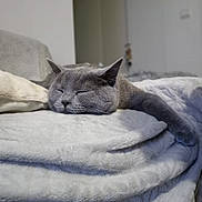 Gustave participe au concours pour gagner de l'argent avec cette photo : cat, gray_cat, sleeping, resting, paw, blanket, soft_texture, cozy, indoor, furniture, bed, relaxation, pet, animal, cute, feline, calm, comfort, home, nap
