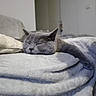 cat, gray_cat, sleeping, resting, paw, blanket, soft_texture, cozy, indoor, furniture, bed, relaxation, pet, animal, cute, feline, calm, comfort, home, nap