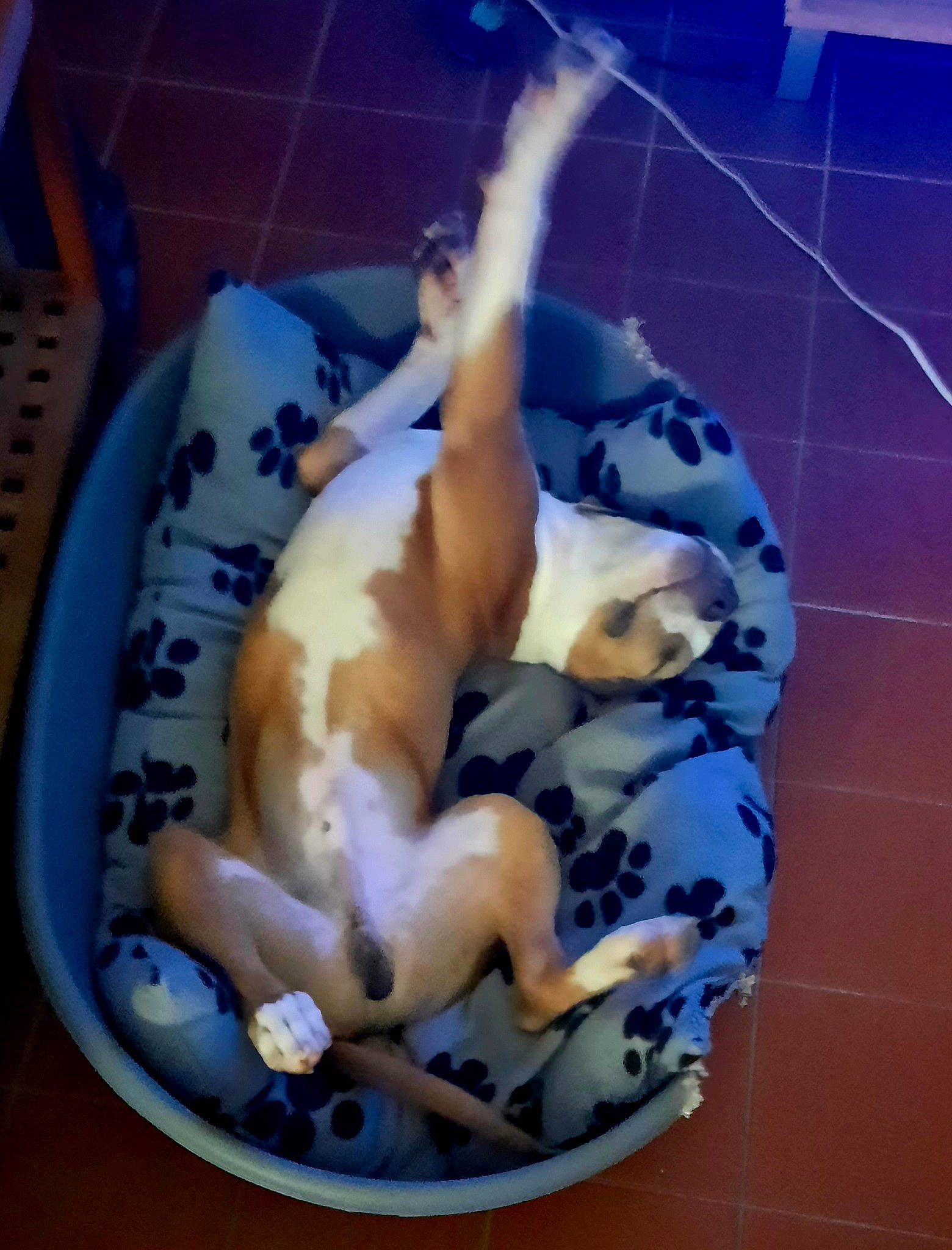 Néo a rejoint le concours — aidez-le/la à gagner de superbes lots ! canidae, carnivore, comfort, companion_dog, dog, dog_bed, dog_breed, dog_supply, fawn, felidae, flooring, fur, nap, non_sporting_group, paw, small_to_medium_sized_cats, sporting_group, tail, toy_dog, whiskers