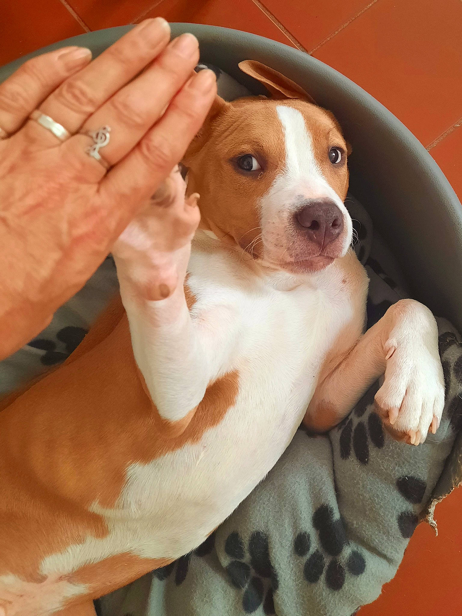 Néo participe au concours pour gagner de l'argent avec cette photo : carnivore, comfort, companion_dog, dog, dog_breed, fawn, finger, gesture, jewellery, nail, pattern, paw, puppy_love, ring, snout, thumb, wedding_ring, whiskers, working_animal, wrist