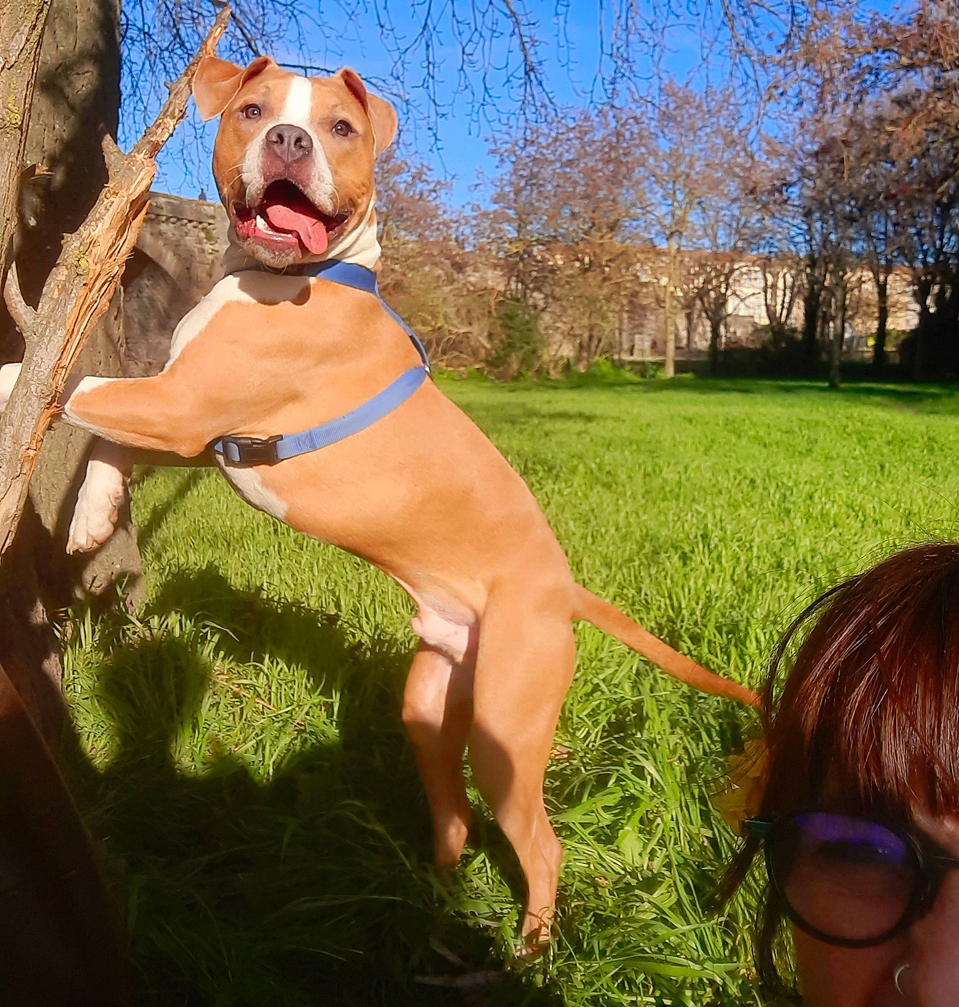 Néo participe au concours pour gagner de l'argent avec cette photo : carnivore, collar, companion_dog, dog, dog_breed, dog_collar, fawn, grass, grassland, happy, molosser, people_in_nature, pet_supply, plant, sky, sporting_group, tail, thigh, tree, working_animal
