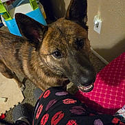 Luna joined the competition — help win amazing prizes! animal, canine, chair, cushion, dog, furniture, germanshepherd, homedecor, hound, pet, policedog, puppy