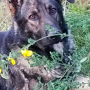 Nitro joined the competition — help win amazing prizes! dog, german_shepherd, grass, plants, yellow_flowers, outdoor, animal, pet, nature, fur, ears, eyes, snout, laying, greenery, flora, canine, mammal, curious, closeup