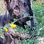 dog, german_shepherd, grass, plants, yellow_flowers, outdoor, animal, pet, nature, fur, ears, eyes, snout, laying, greenery, flora, canine, mammal, curious, closeup