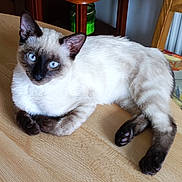 Douchka a rejoint le concours — aidez-le/la à gagner de superbes lots ! cat, siamese_cat, blue_eyes, fur, paws, table, wooden_table, indoor, household, furniture, relaxed, pet, animal, mammal, whiskers, ears, face, laying_down, domestic, cozy