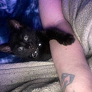 Martha Stewart is registered to the contest to win money with this photo: animal, arm, black_cat, blanket, closeup, collar, cozy, cute, domestic_cat, feline, fur, human_arm, indoor, kitten, pet, resting, sleepy, tattoo, tie_dye, young