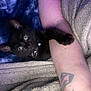 animal, arm, black_cat, blanket, closeup, collar, cozy, cute, domestic_cat, feline, fur, human_arm, indoor, kitten, pet, resting, sleepy, tattoo, tie_dye, young