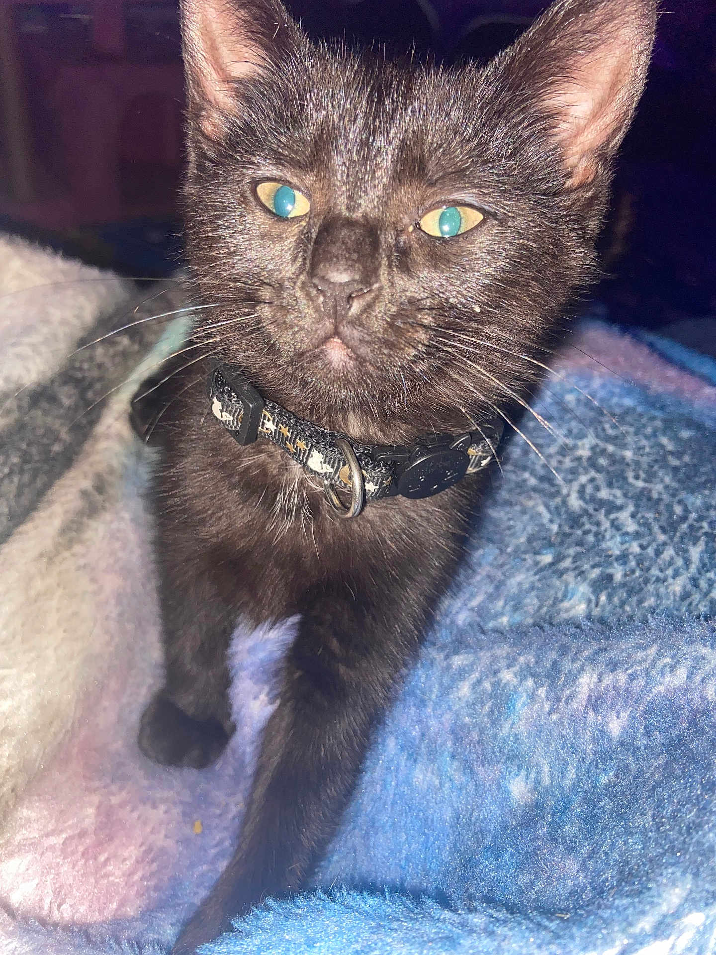 Martha Stewart is registered to the contest to win money with this photo: animal, black_cat, blanket, closeup, collar, cozy, curious, cute, domestic_animal, eyes, feline, fluffy, fur, indoor, kitten, pet, portrait, sitting, whiskers, young_cat