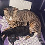 Martha Stewart is registered to the contest to win money with this photo: animal, black_kitten, blanket, blue_eyes, cat, chair, cozy, cushion, cute, feline, fur, indoor, kitten, pet, playful, resting, stretching, striped, tabby_cat, whiskers