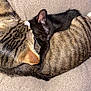 Martha Stewart joined the competition — help win amazing prizes! animal, black_cat, blanket, cat, closeup, companion, cozy, cuddle, cute, domestic_animal, feline, friendship, fur, nap, pets, resting, sleeping, soft, tabby_cat, whiskers