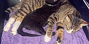 Martha Stewart joined the competition — help win amazing prizes! animal, black_cat, cat, chair, collar, companion, cozy, cuddle, cute, feline, fur, indoor, kitten, paw, pet, purple_blanket, relax, rest, sleeping, tabby_cat