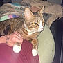 Waffles is registered to the contest to win money with this photo: animal, blanket, casual, cat, comfort, cozy, domestic, furniture, hand, indoor, lap, night, person, pet, relaxed, resting, sitting, tabby_cat, tattoo, white_paws
