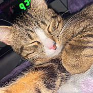 Waffles is registered to the contest to win money with this photo: animal, blanket, cat, close_up, cozy, cute, domestic_cat, feline, fur, indoor, paw, pet, pink_nose, relaxed, resting, sleeping, soft, striped, tabby, whiskers
