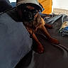 animal, blanket, brown_dog, canine, casual, companion, couch, cozy, dog, domestic, furniture, hat, home, indoor, knit_hat, living_room, pet, relaxed, resting, wooden_door