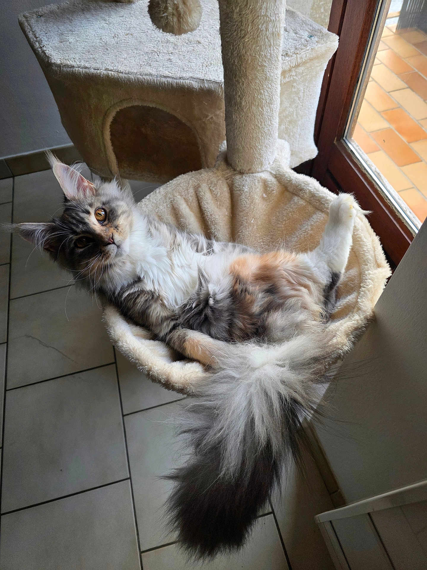 Aizie a rejoint le concours — aidez-le/la à gagner de superbes lots ! cat, fluffy_tail, cat_tree, hammock, indoor, window, sunlight, tile_floor, relaxed, pet, feline, curious, cozy, beige, fur, mammal, whiskers, ears, golden_eyes, domestic_animal