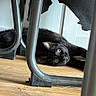 black_cat, cat, chair, chair_legs, curious, ears, feline, floor, fur, furniture, golden_eyes, home, indoor, lying_down, pet, portrait, relaxed, under_table, whiskers, wooden_floor