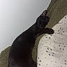 Mira a rejoint le concours — aidez-le/la à gagner de superbes lots ! animal, black_cat, black_fur, blanket, cat, couch, cozy, ears, feline, indoors, lying_down, nap, pet, pillow, polka_dots, portrait, resting, sleeping, tail, whiskers
