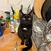 Mira participe au concours pour gagner de l'argent avec cette photo : black_cat, bottles, cat, cooking, countertop, dish_rack, dishware, indoors, kitchen, kitchen_scissors, pet, plates, portrait, sink, sitting, spices, white_chest_patch, wide_eyed, wooden_surface, yellow_eyes