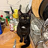 black_cat, bottles, cat, cooking, countertop, dish_rack, dishware, indoors, kitchen, kitchen_scissors, pet, plates, portrait, sink, sitting, spices, white_chest_patch, wide_eyed, wooden_surface, yellow_eyes