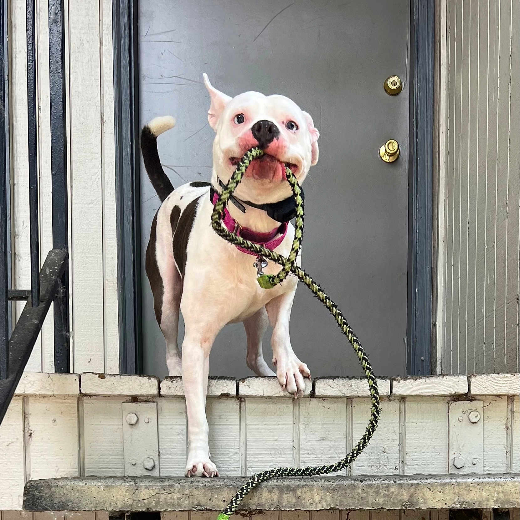 Hei Hei joined the competition — help win amazing prizes! accessories, animal, architecture, building, bulldog, canine, dog, indoors, interiordesign, leash, outdoors, pet, pitbull, puppy, racket, shelter, sport, strap, tennis, tennisracket