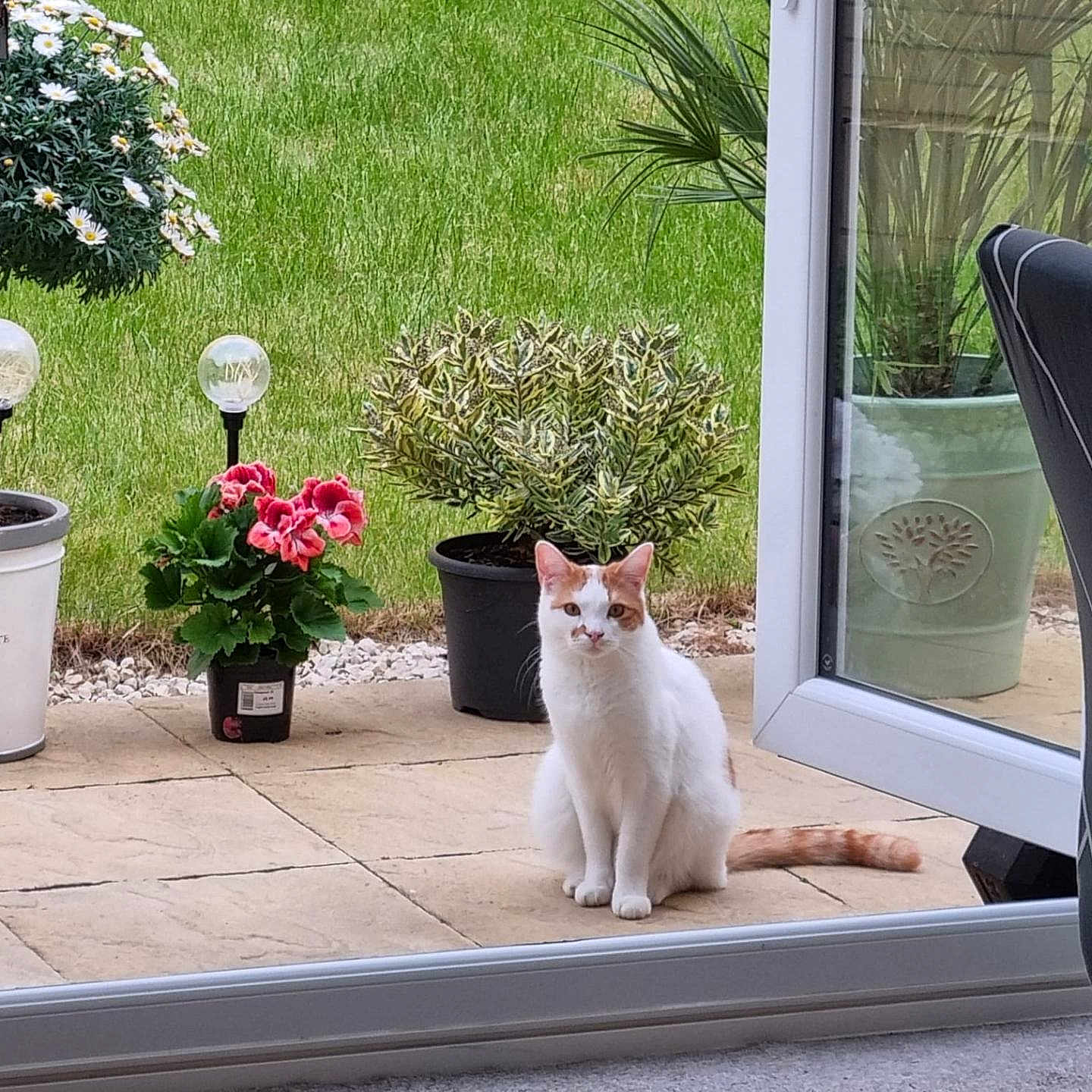 Simba is registered to the contest to win money with this photo: animal, cat, door, flower, flowerarrangement, geranium, grass, herbal, herbs, jar, nature, outdoors, pet, plant, planter, pottedplant, pottery, vase, window, windowsill