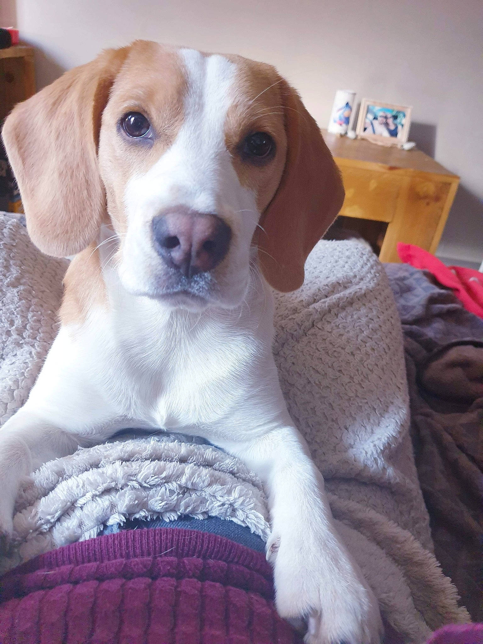 Picka participe au concours pour gagner de l'argent avec cette photo : american_foxhound, beagador, beagle, beagle_harrier, beaglier, canidae, carnivore, companion_dog, dog, dog_breed, drever, english_foxhound, estonian_hound, harrier, mammal, pocket_beagle, posavac_hound, snout, treeing_walker_coonhound, vertebrate