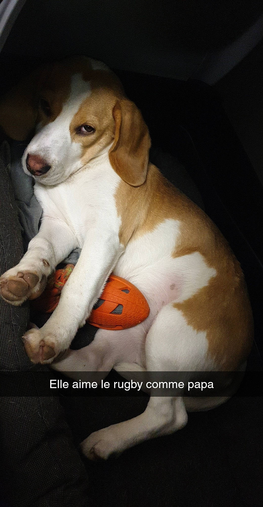 Picka a rejoint le concours — aidez-le/la à gagner de superbes lots ! american_foxhound, beagle, beagle_harrier, canidae, carnivore, companion_dog, dog, dog_breed, drever, english_foxhound, estonian_hound, harrier, mammal, photo_caption, pocket_beagle, puppy, rare_breed_dog, schweizer_laufhund, sporting_group, vertebrate