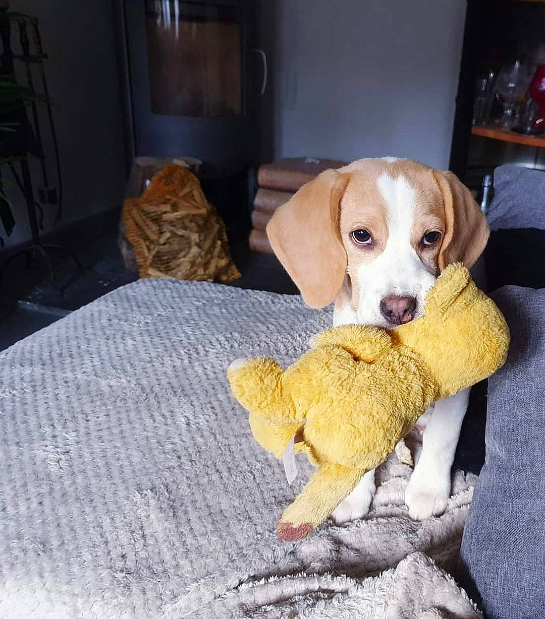 Picka a rejoint le concours — aidez-le/la à gagner de superbes lots ! american_foxhound, beagador, beagle, canidae, carnivore, companion_dog, dog, dog_breed, drever, ear, harrier, hunting_dog, mammal, pocket_beagle, pointer, puppy, rare_breed_dog, snout, sporting_group, vertebrate